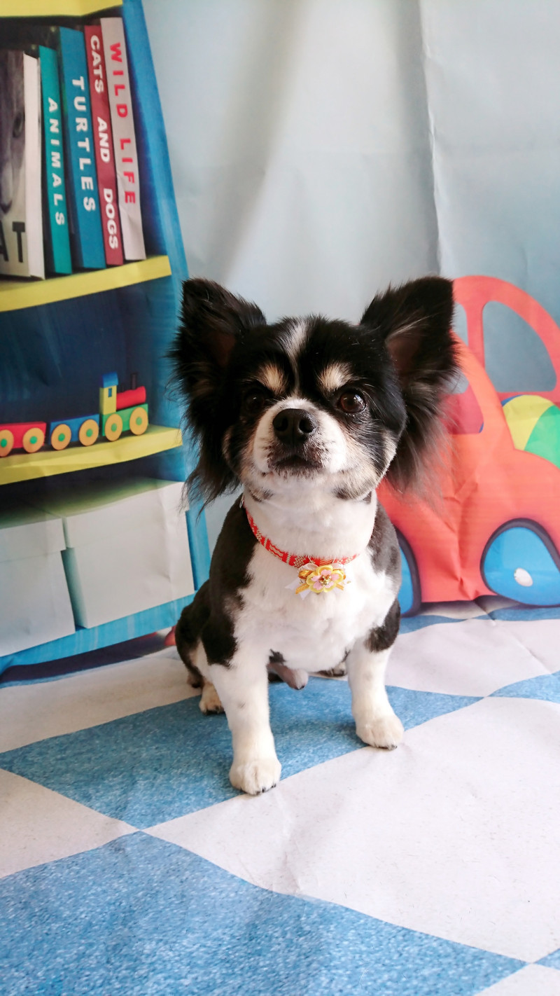 チワワ×マルチーズの蘭丸ちゃん トリミングコース