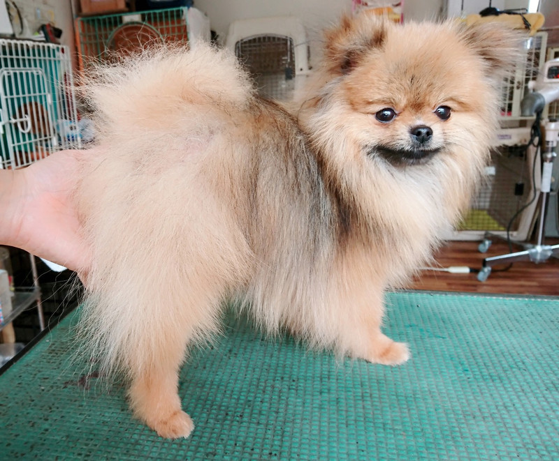 ポメラニアンのゴン太ちゃん トリミングコース