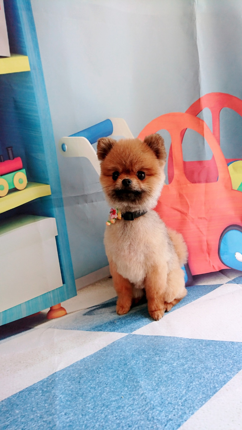 ポメラニアンのゴン太ちゃん トリミングコース