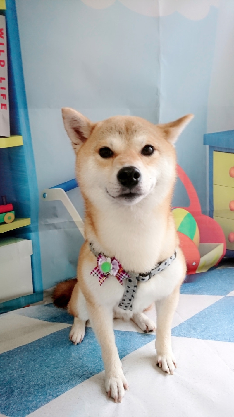 柴のさくらちゃん シャンプーコース