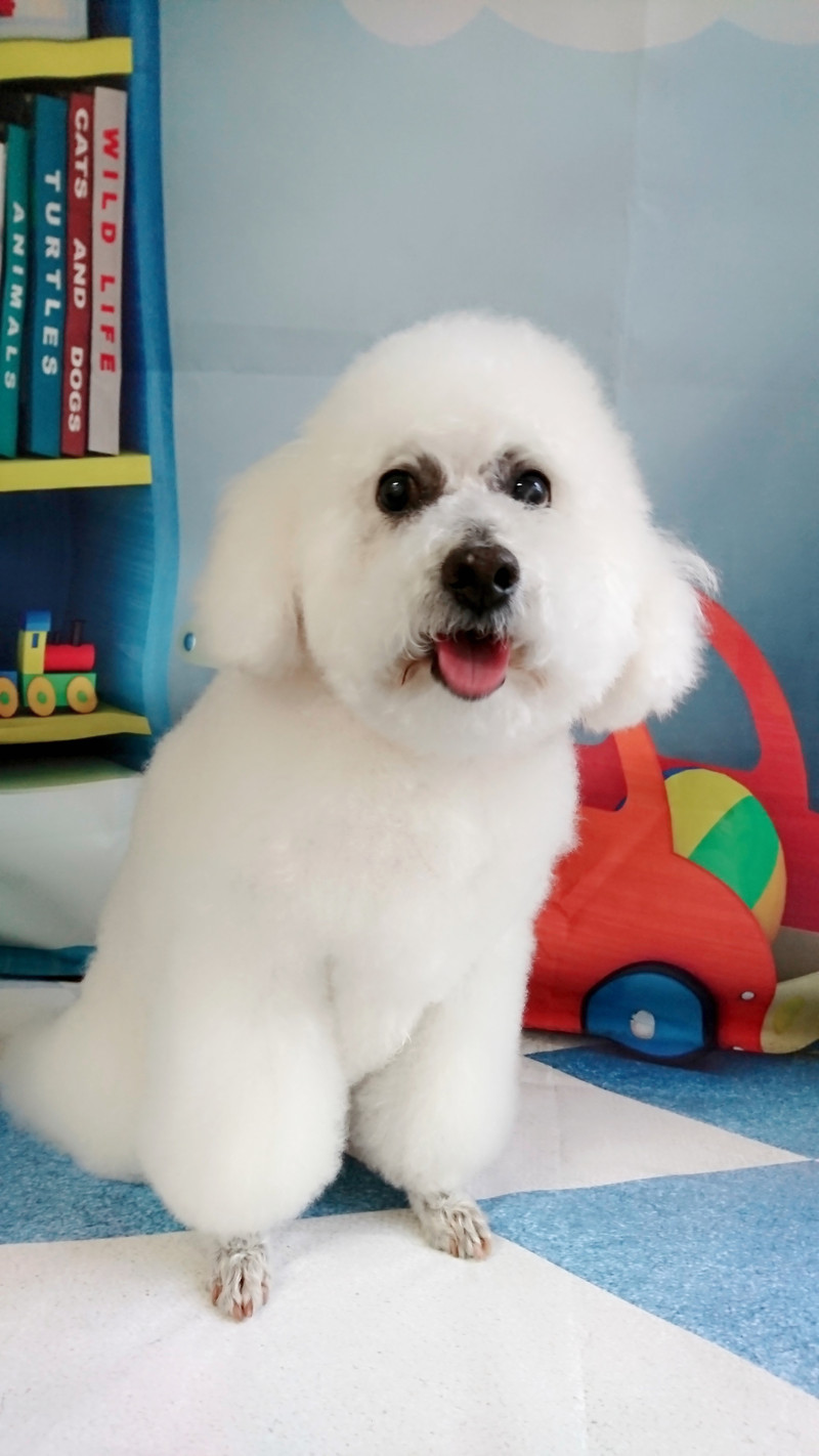 プードルのモコちゃん シャンプーコース デンタル