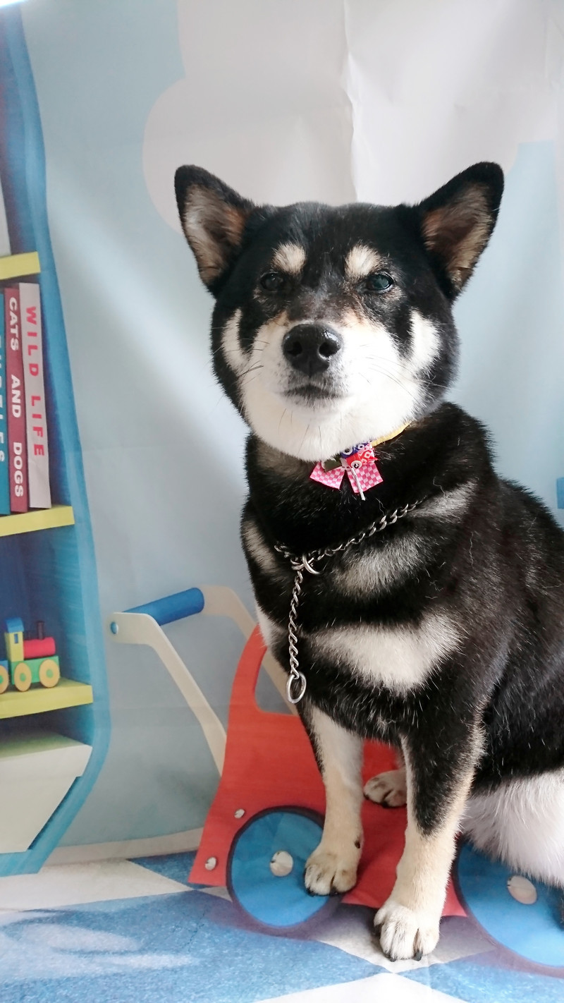 柴のさくらちゃん グルーミングコース