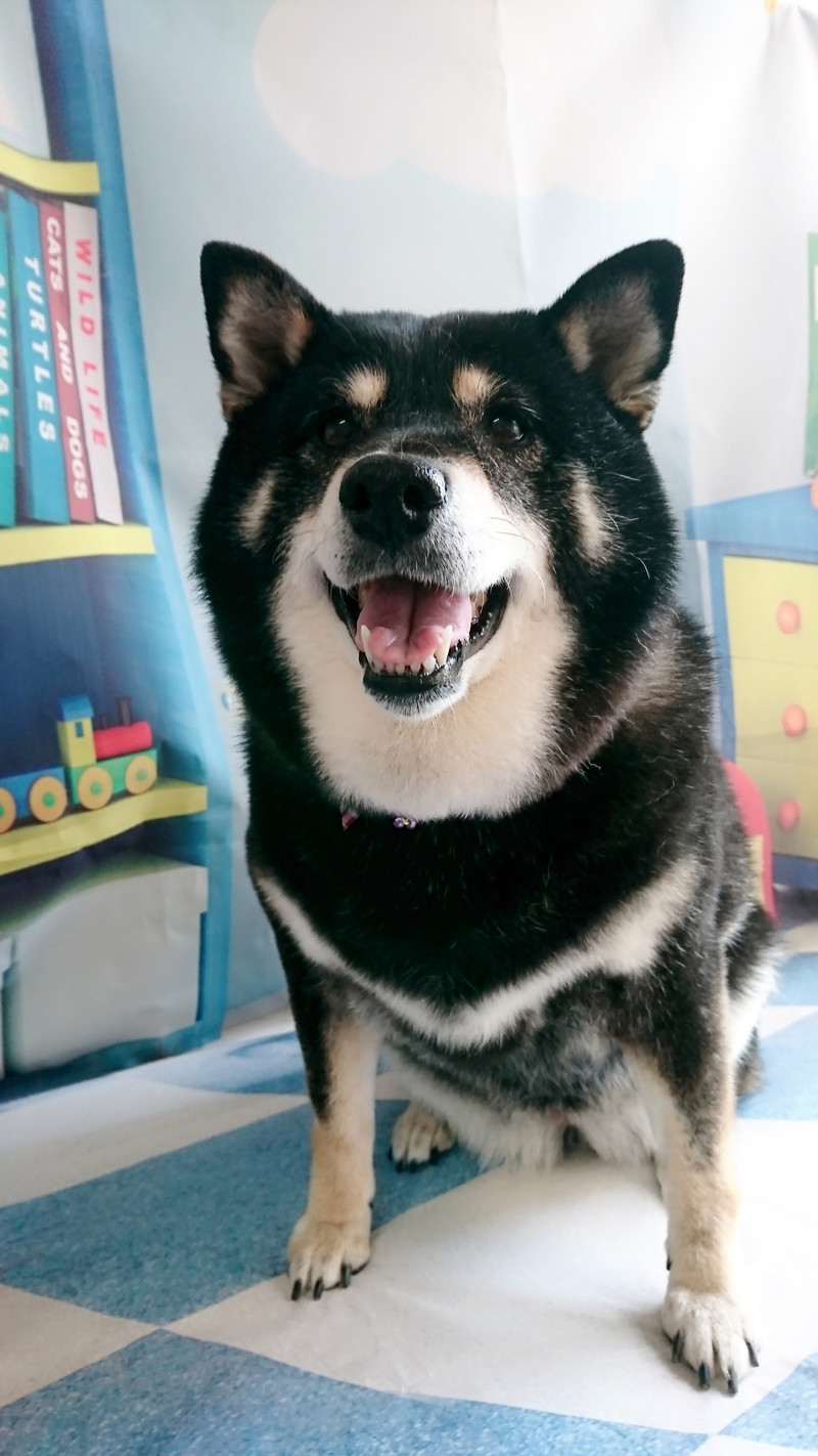 柴犬のまいちゃん シャンプーコース お爪切り