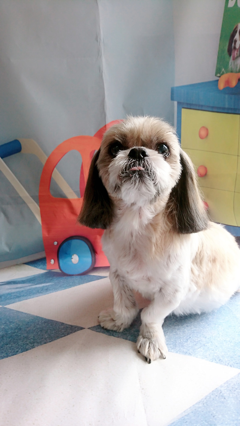 シーズーのクーちゃん シャンプーコース