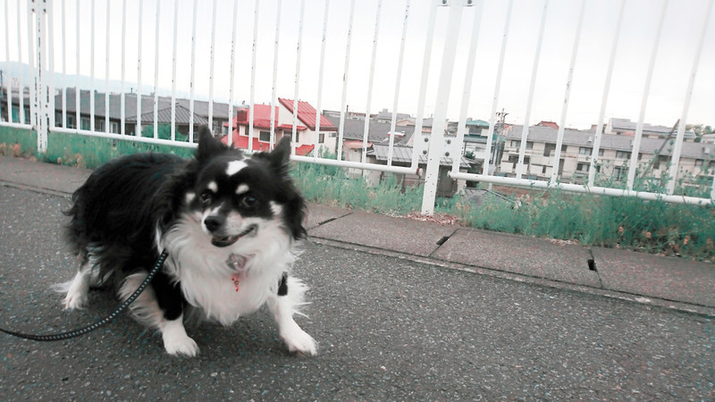 チワワのまるおちゃん お泊まりの様子