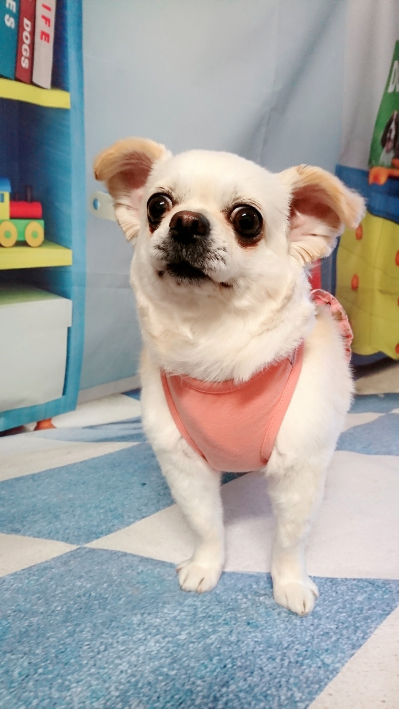 チワワのジョックちゃん トリミングコース