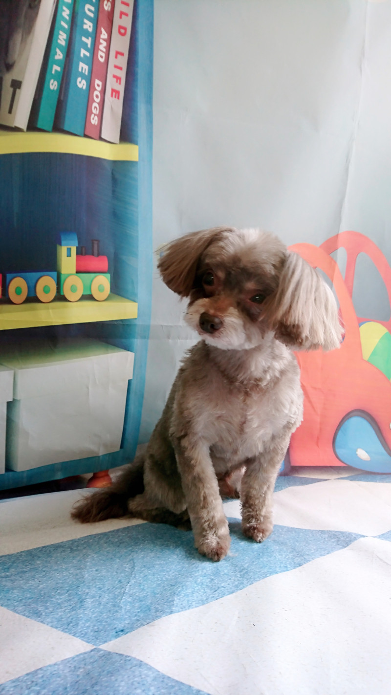 MIXのケロロちゃん トリミングコース