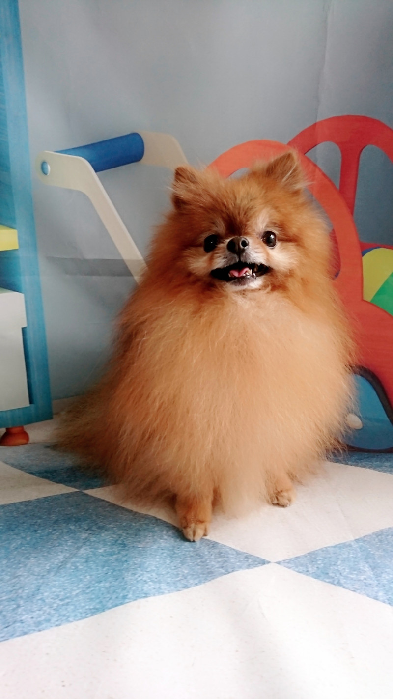ポメラニアンのチャイちゃん グルーミングコース 部分カット