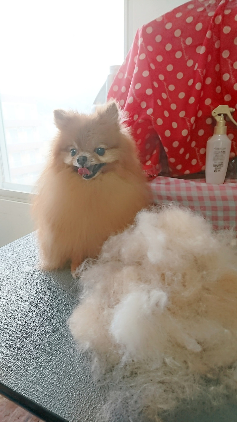 ポメラニアンのチャイちゃん グルーミングコース 部分カット