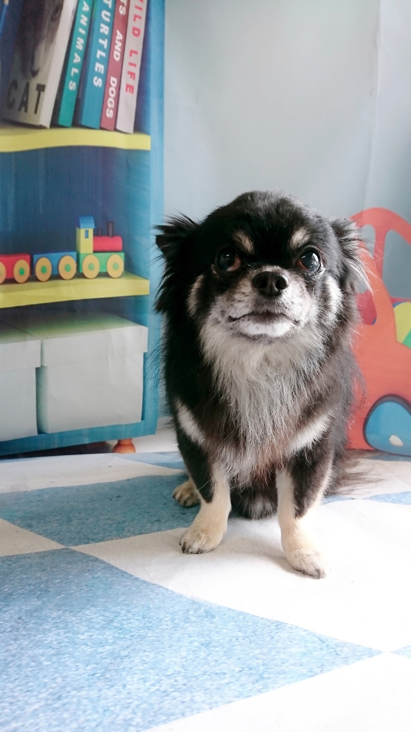 チワワのリヴちゃん グルーミングコース 部分カット