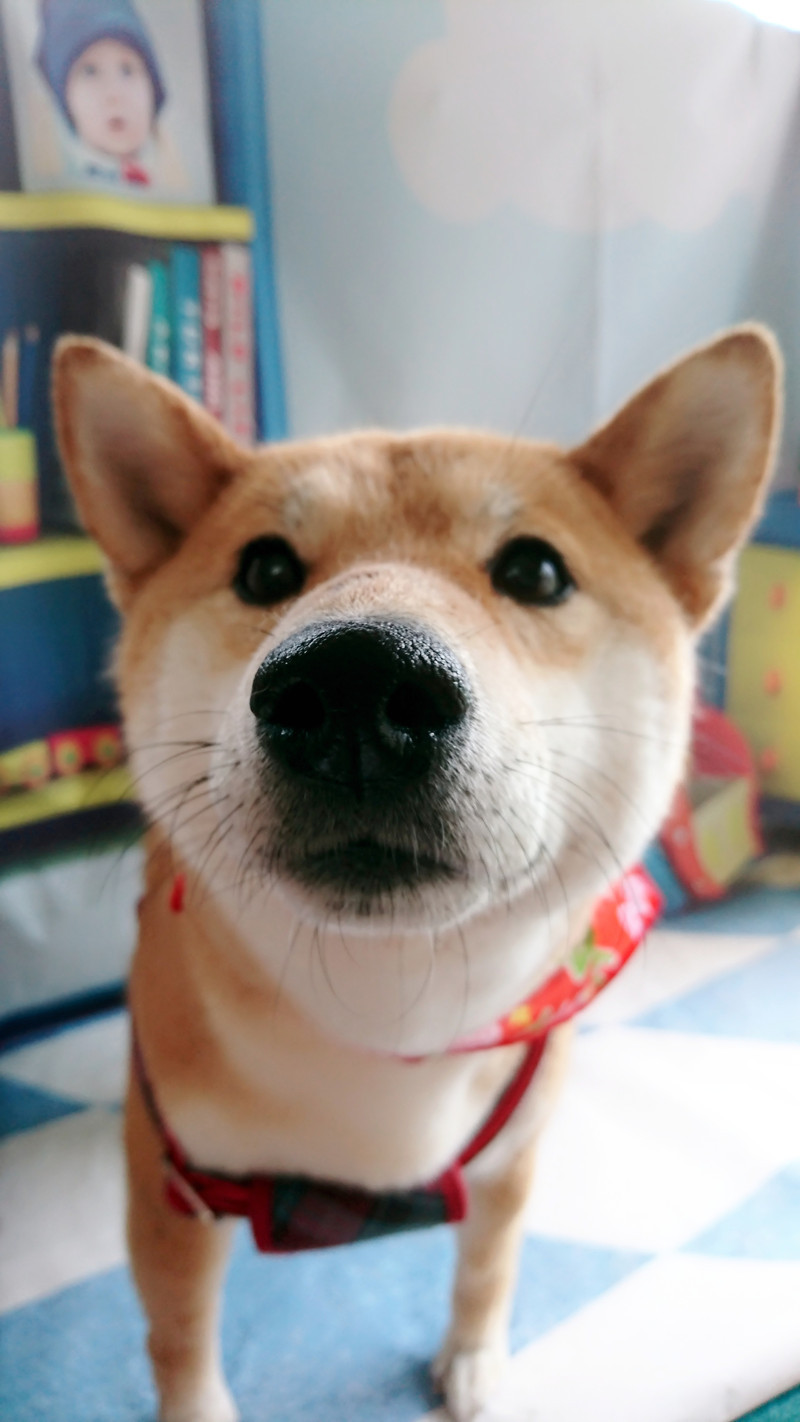 柴のりんちゃん グルーミングコース 部分カット