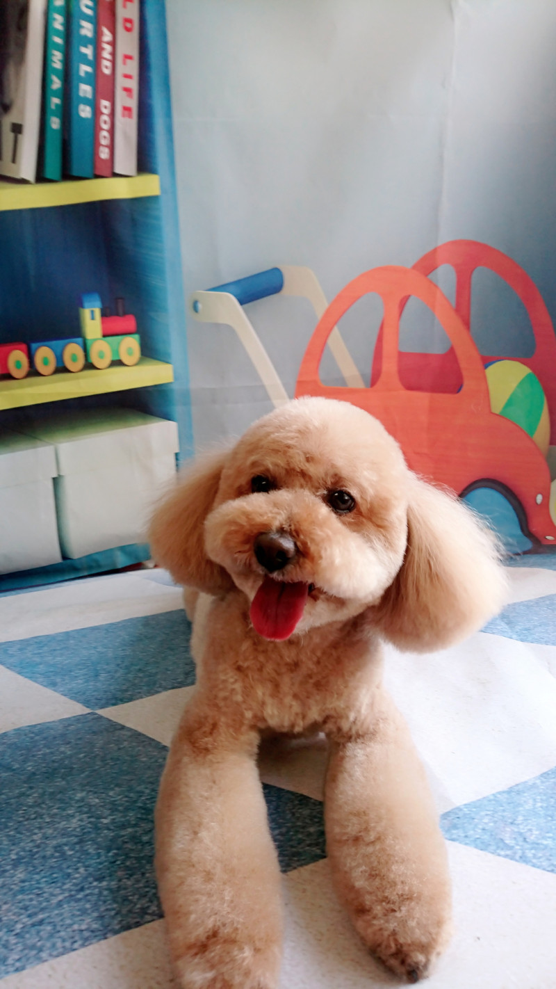 プードルのフランちゃん トリミングコース