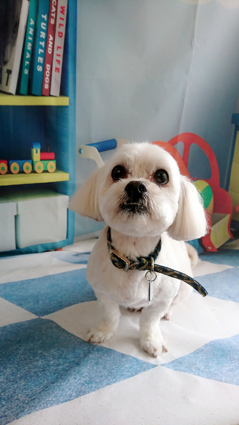 MIXのくっきーちゃん トリミングコース