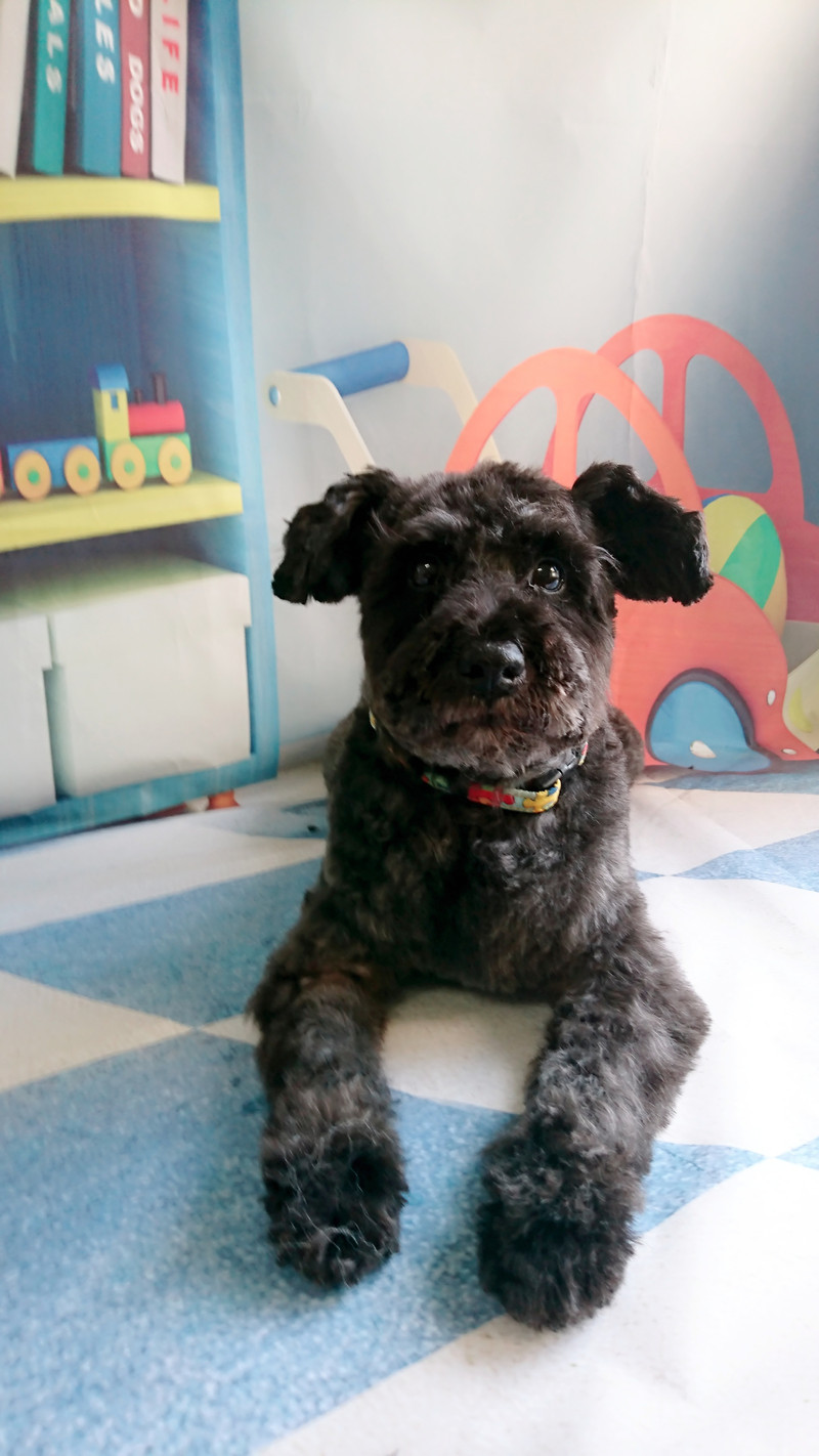 シュナウザーのヂヂちゃん トリミングコース デンタル