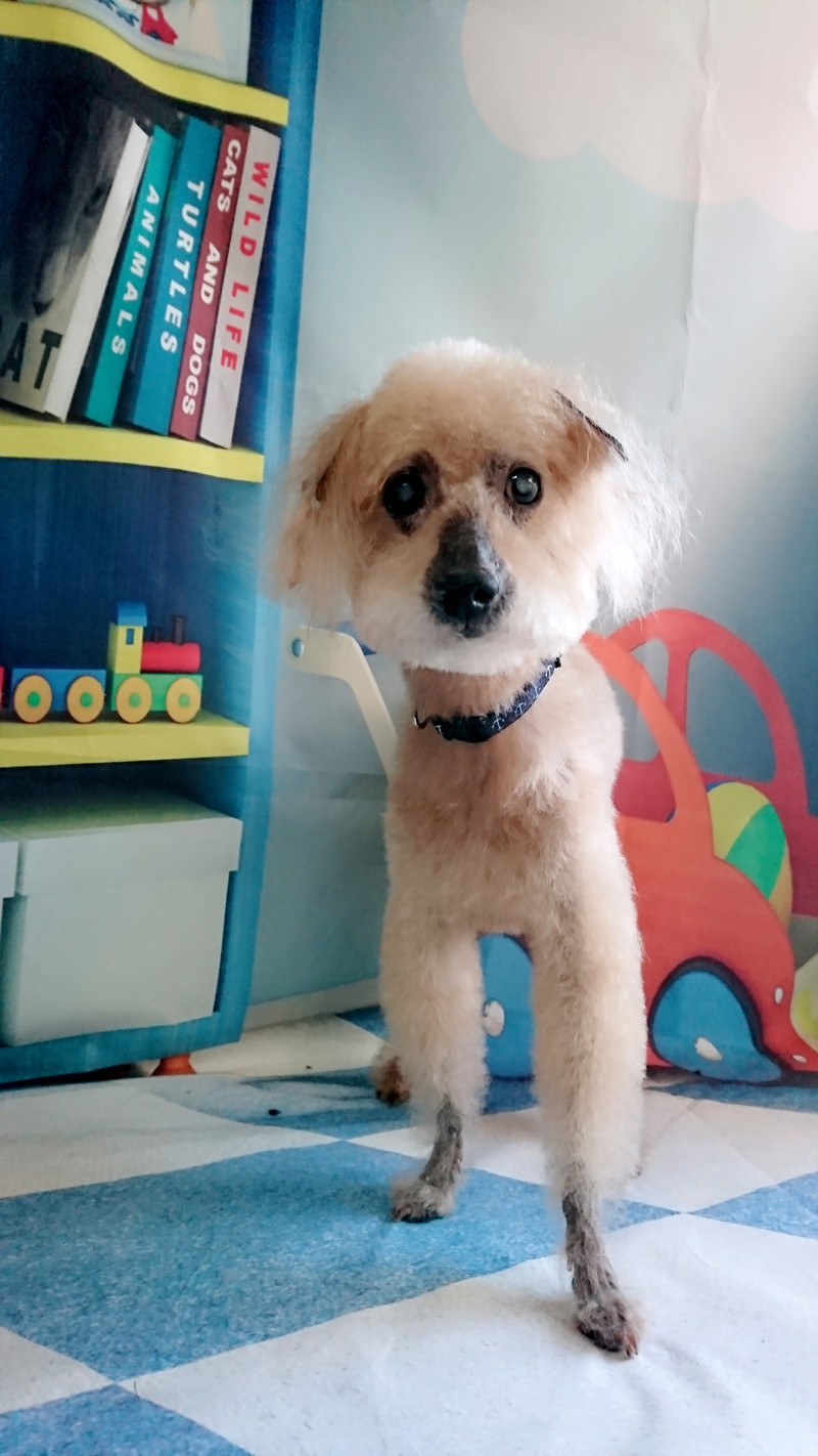 プードルのショコラちゃん トリミングコース