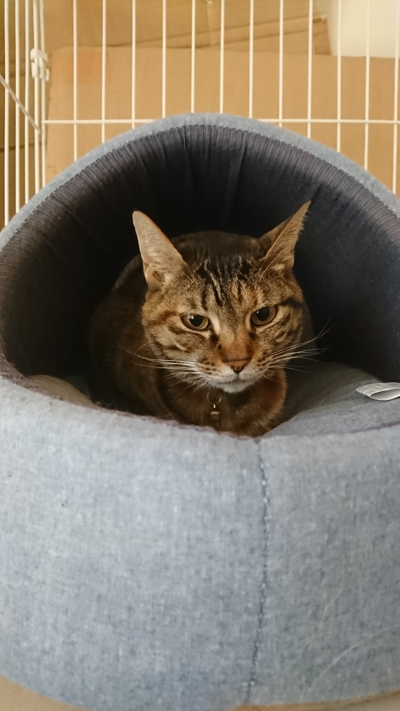 猫のしおちゃん＆そばちゃん お泊まりの様子