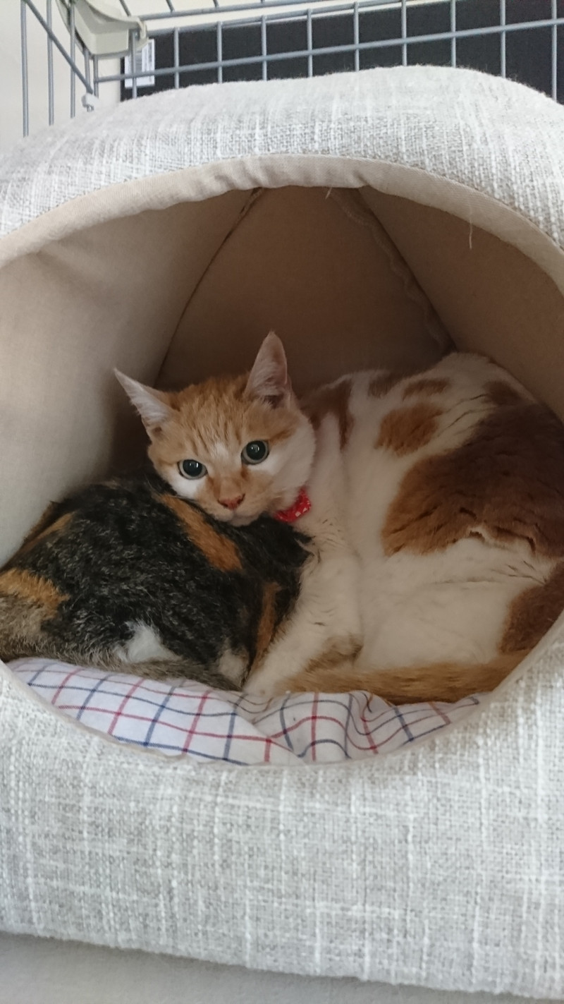 日本猫のチャコちゃん＆コスズちゃん お泊まりの様子