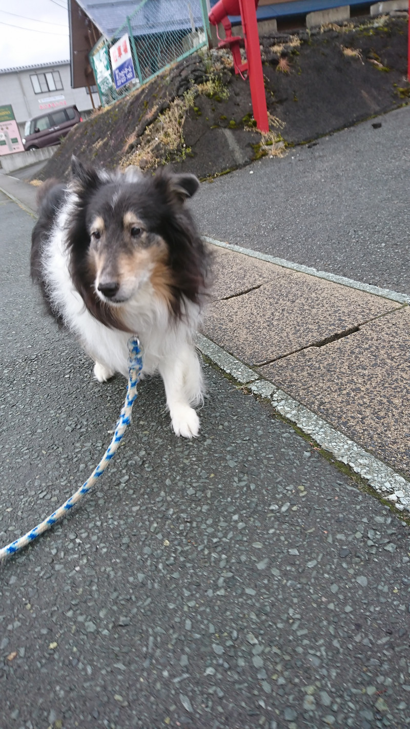 シェルティのシフォンちゃん お泊まりの様子