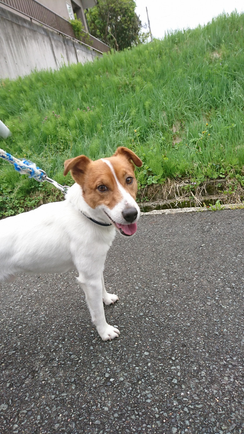 ジャックラッセルのマロンちゃん お泊まりの様子