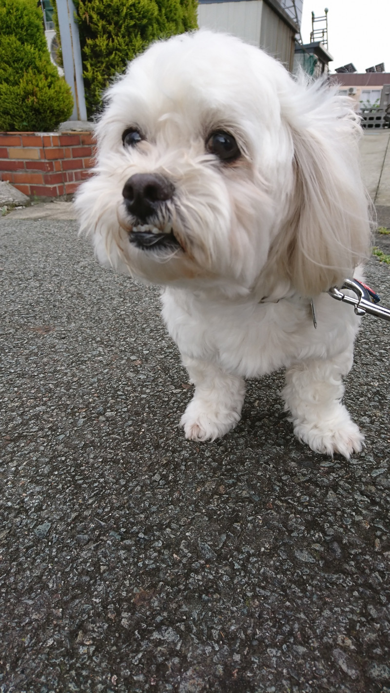 MIXのくっきーちゃん お泊まりの様子