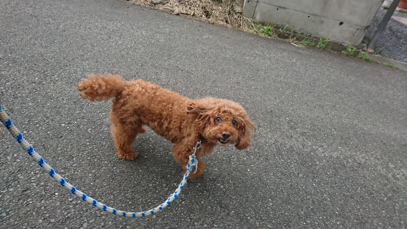 プードルのメイプルちゃん お泊まりの様子