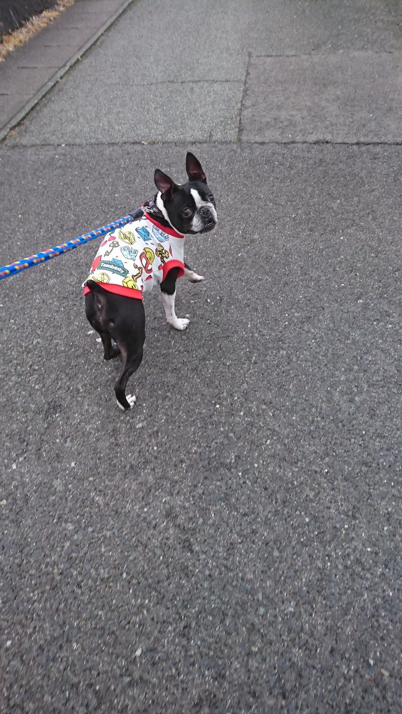 フレブルのジョーくん お泊まりの様子