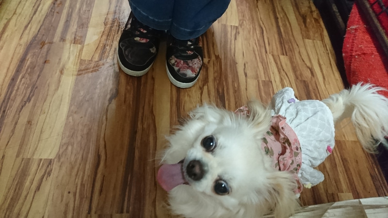 チワワのジョックちゃん お泊まりの様子