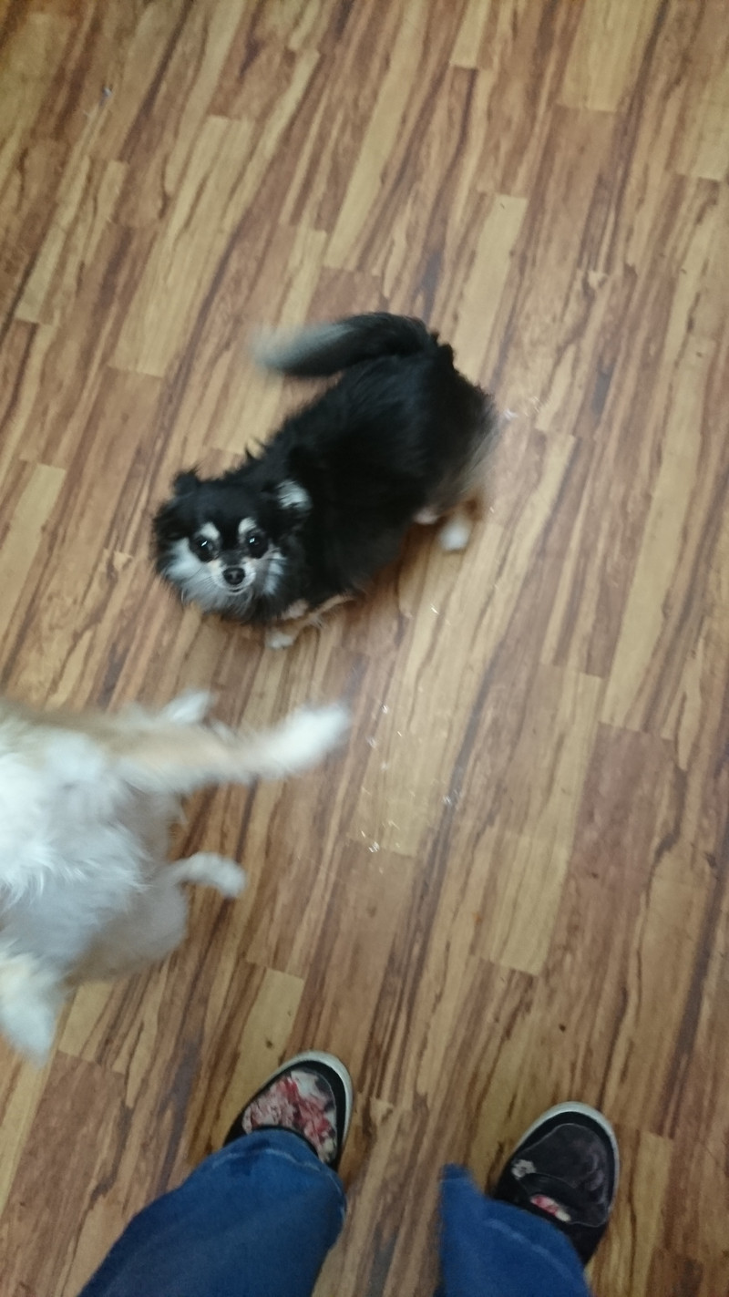 チワワのココアちゃん お泊まりの様子