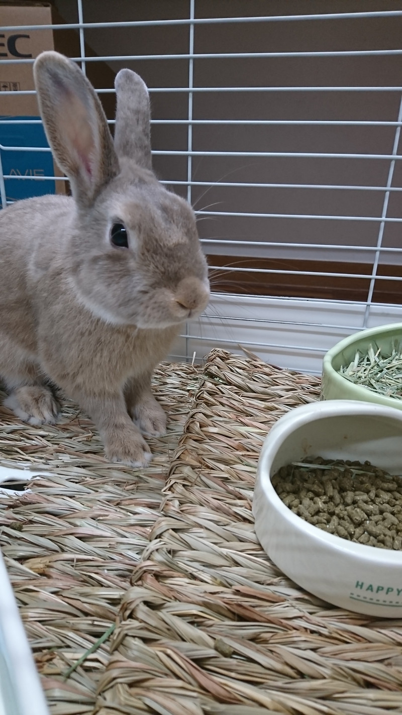 うさぎのはるちゃん お泊まりの様子