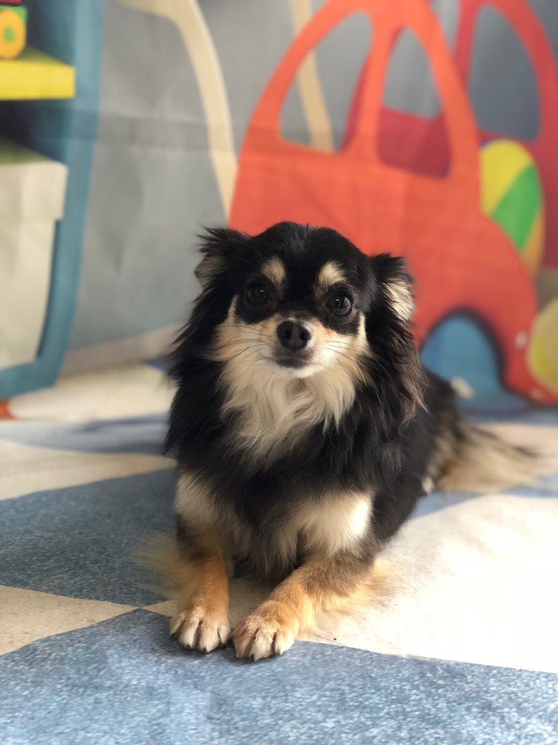 チワワ ココアちゃん グルーミングコース