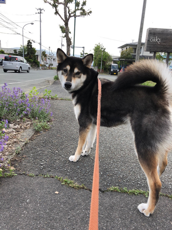 柴犬 小豆ちゃん お泊まりの様子