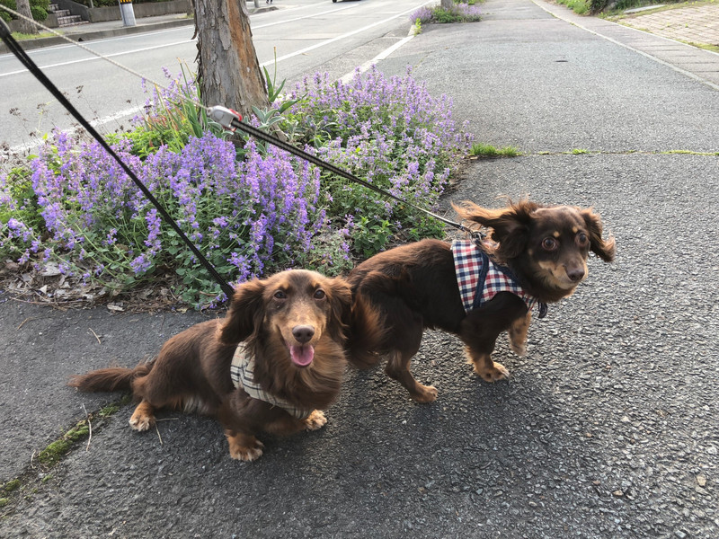 ダックスフンド MIX にこるちゃんれおんちゃん お泊まりの様子