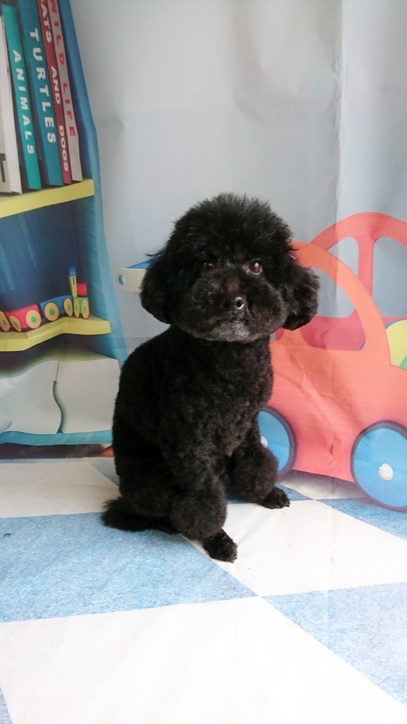 プードルのクールちゃん グルーミングコース