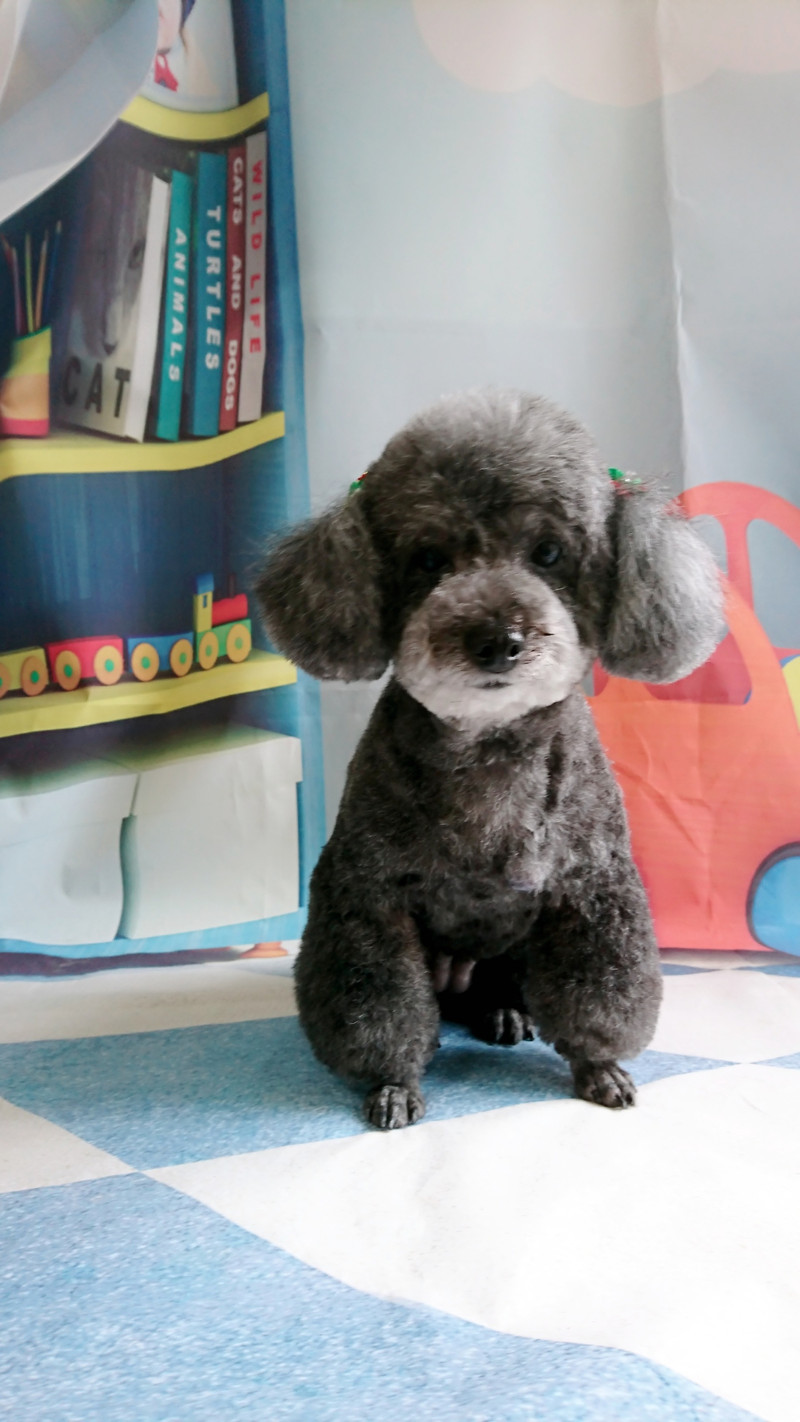 プードルのすずちゃん&ルナちゃん トリミングコース