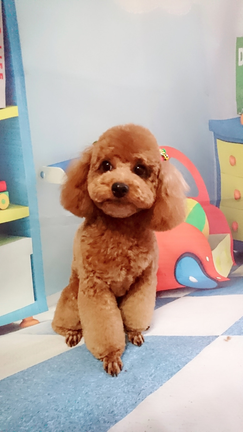 プードルのすずちゃん&ルナちゃん トリミングコース