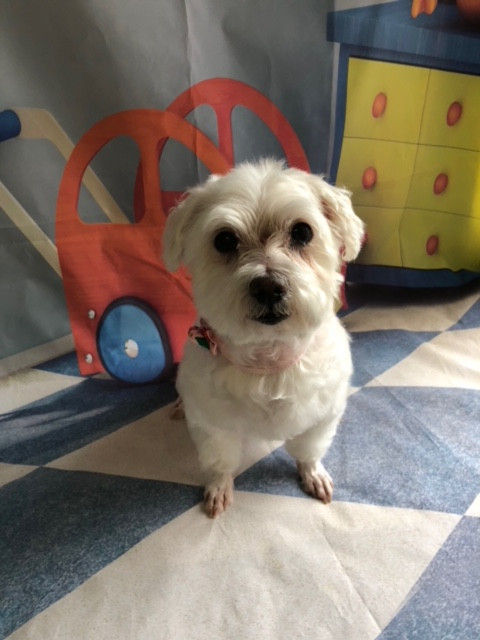 マルチーズ ポコタちゃんプータちゃん シャンプーコース