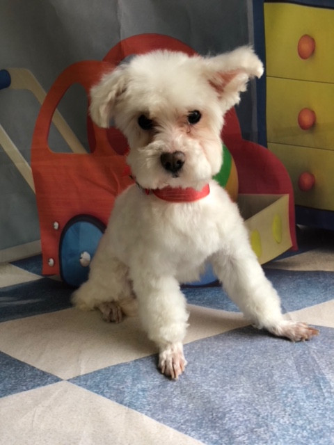 マルチーズ ポコタちゃんプータちゃん シャンプーコース