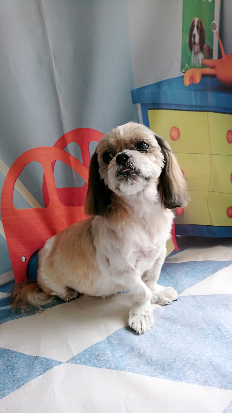 シーズーのクーちゃん トリミングコース
