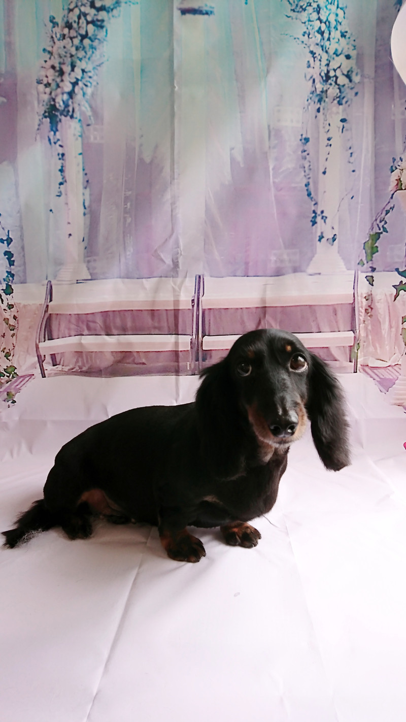 ダックスのすももちゃん トリミングコース デンタル