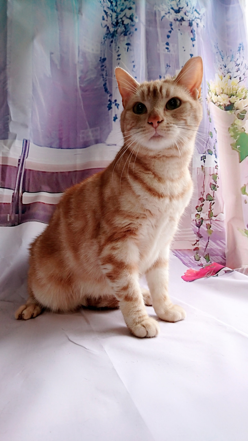 猫のレオンちゃん&ジジちゃん お爪切り