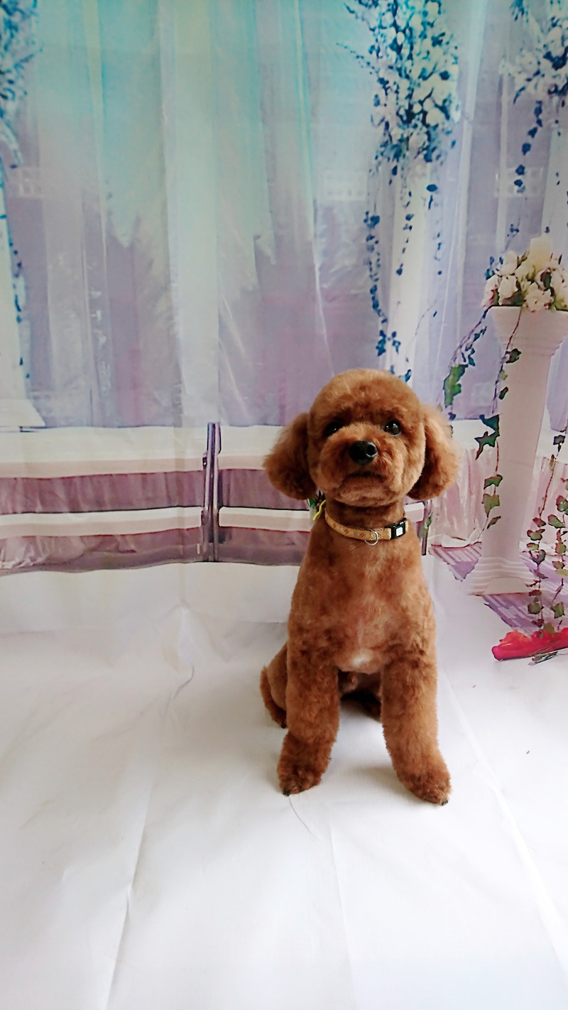 プードルのそらちゃん トリミングコース