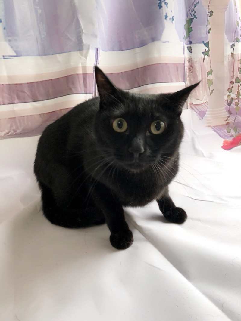 猫のレオンちゃん&ジジちゃん お爪切り