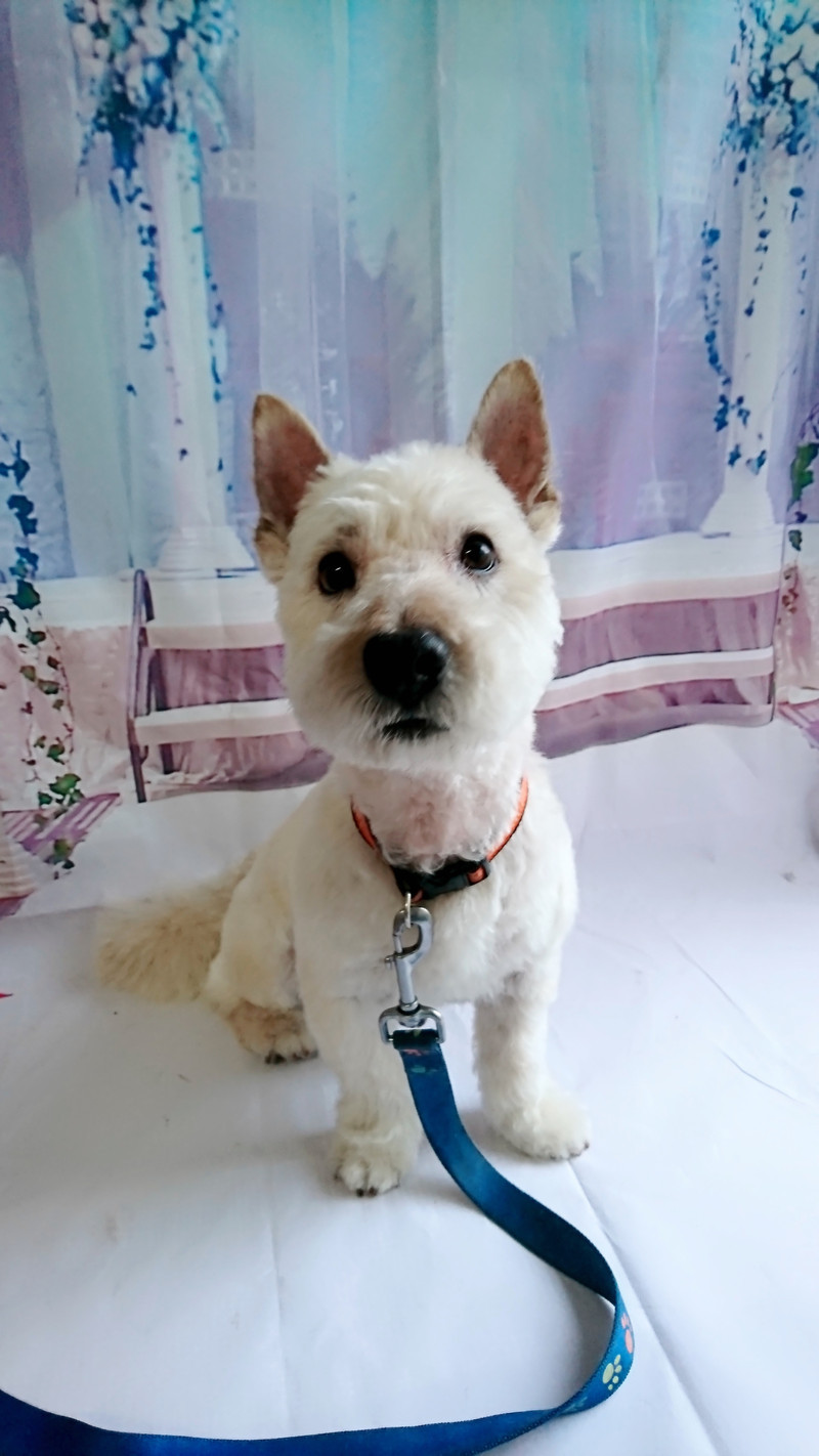 ウェスティのべー太郎ちゃん トリミングコース