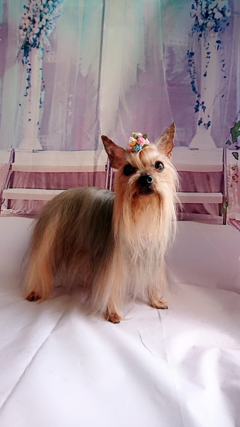 ヨーキーのみゅーちゃん グルーミングコース ハーブパック デンタル