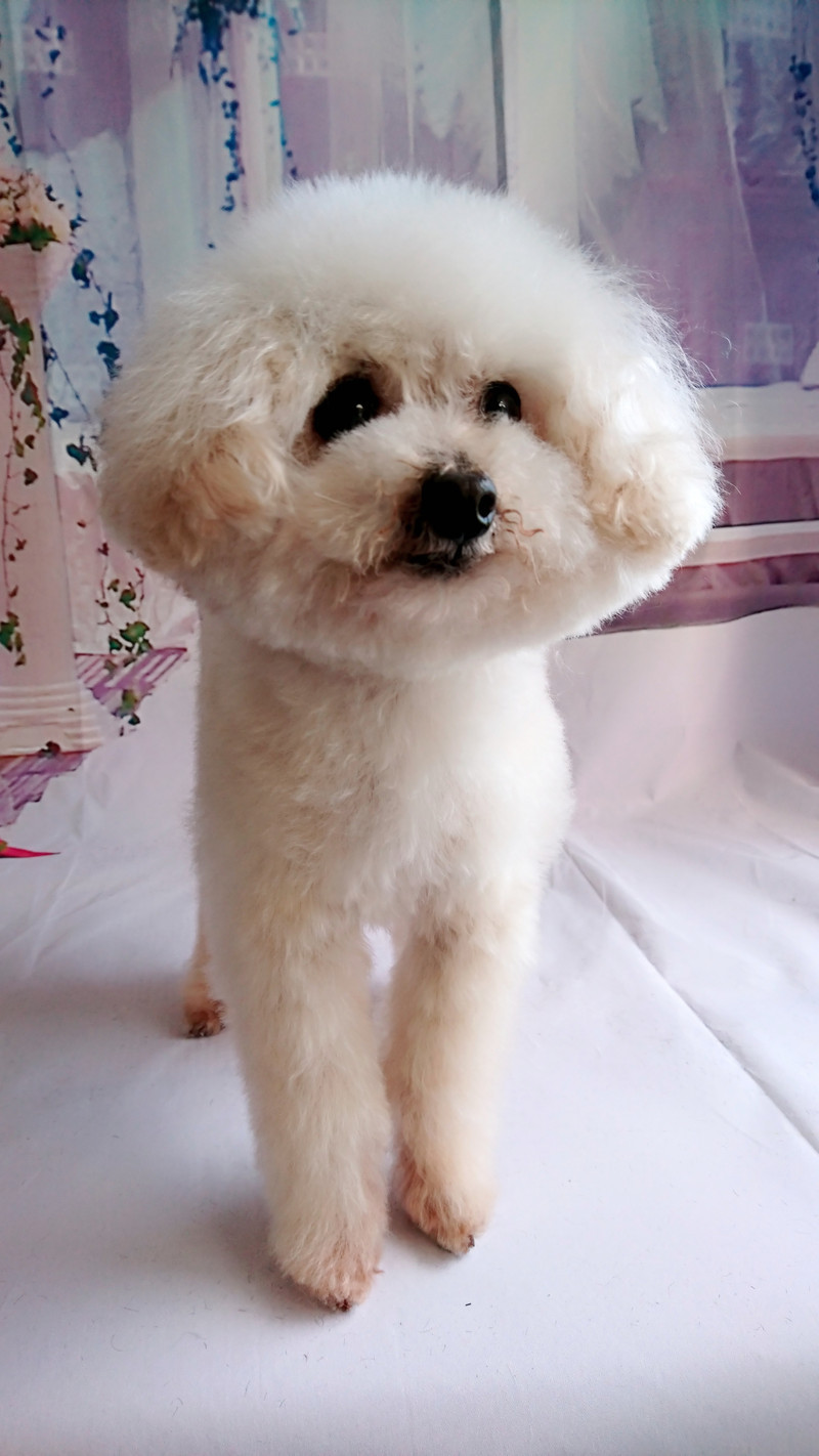 プードルのみゆちゃん トリミングコース