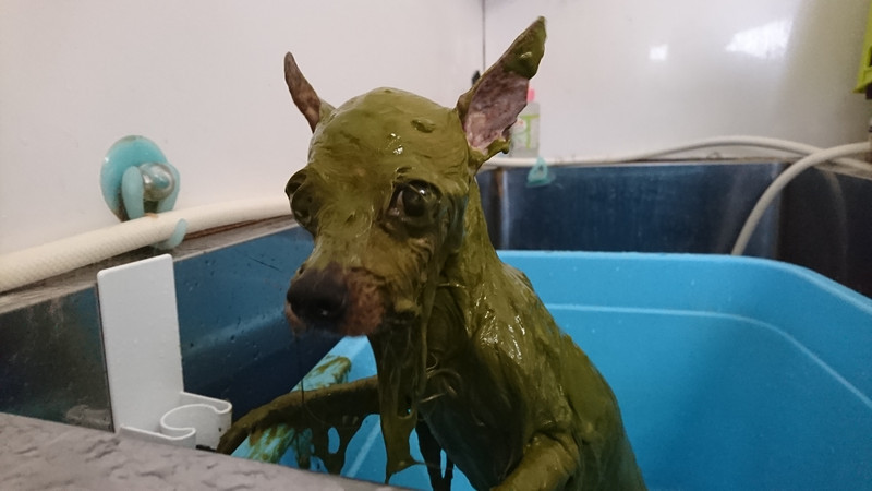 ヨーキーのみゅーちゃん グルーミングコース ハーブパック デンタル