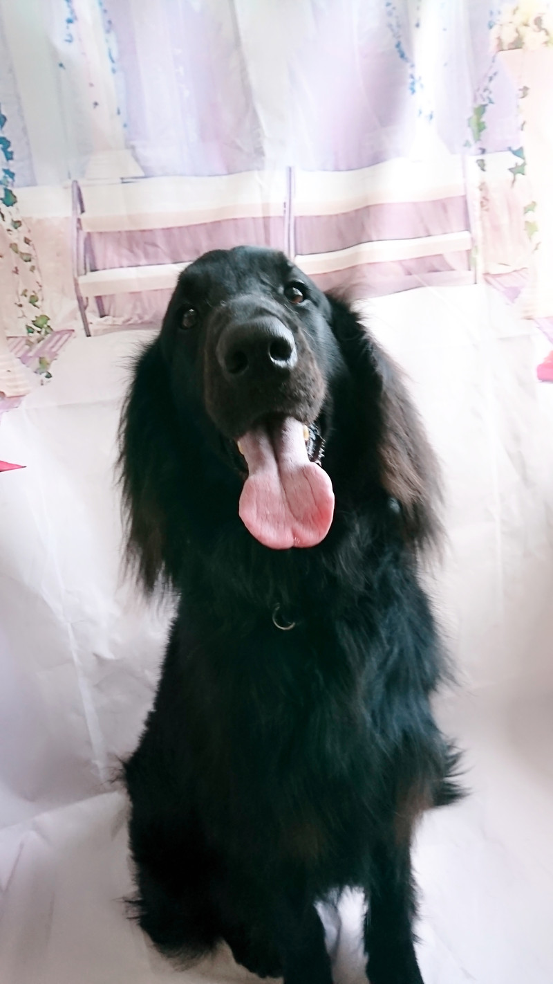 フラットのマックスちゃん グルーミングコース