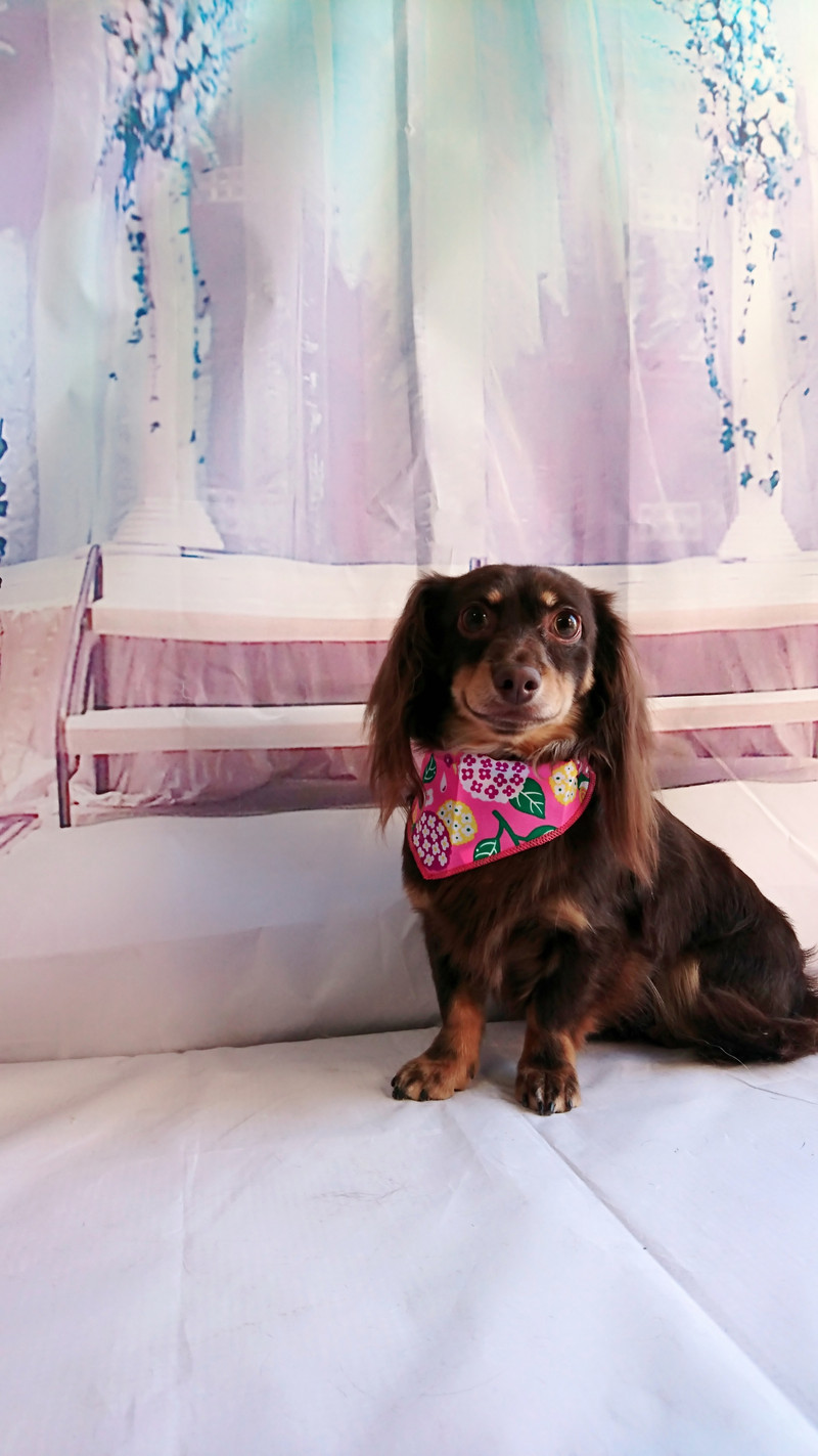 ダックスのにこるちゃん&チワワ×ダックスのれおんちゃん グルーミングコース デンタル