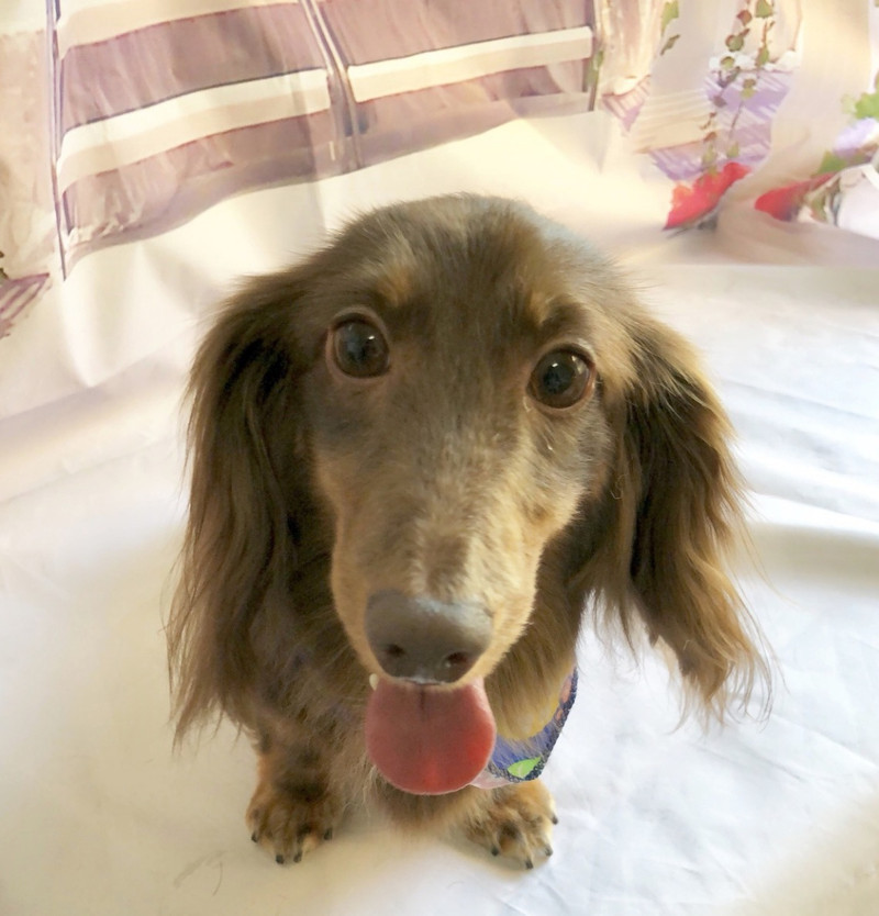 ダックスのにこるちゃん&チワワ×ダックスのれおんちゃん グルーミングコース デンタル