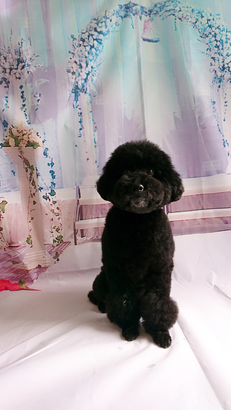 プードルのクールちゃん グルーミングコース